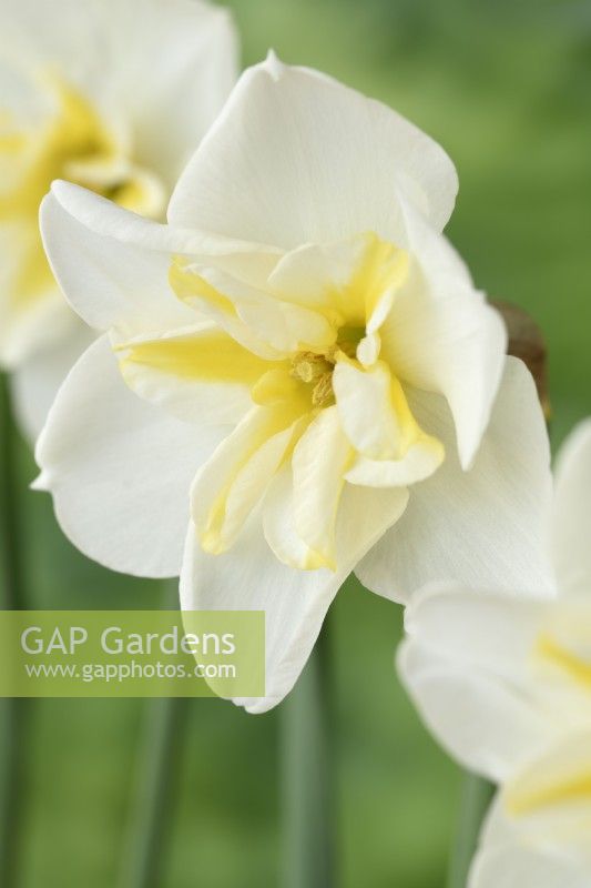 Narcissus  'Lemon Beauty'  Daffodil  Div. 11b  Split-corona Papillon  May
