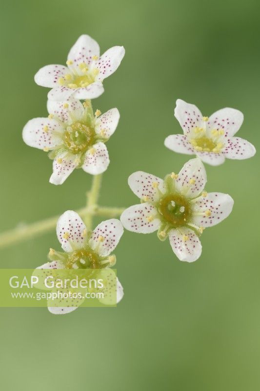 Saxifraga  'Canis-dalmatica' x gaudinii   Saxifrage  Ligulatae  Flowers on flower stalk  June
