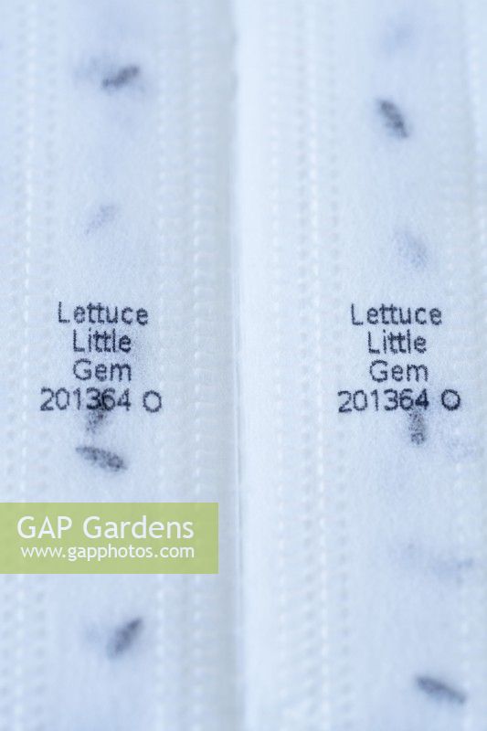 Seed tape of Lactuca sativa  'Little Gem'  Cos lettuce  June