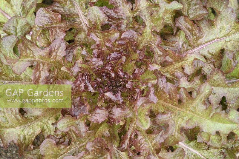 Lactuca sativa  'Red Salad Bowl'  Loose leaf lettuce	  June

