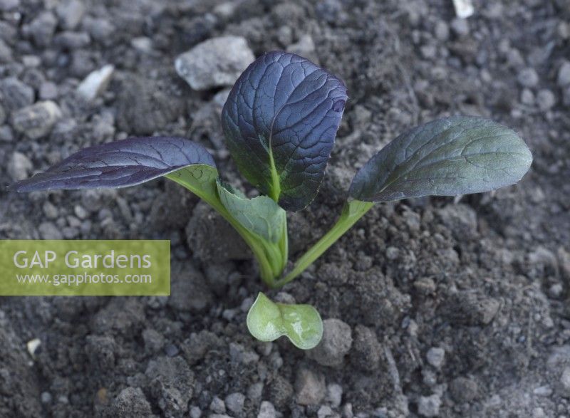 Brassica rapa Chinensis Group  'Red Choi'  Pac choi  Chinese cabbages  Young plant June