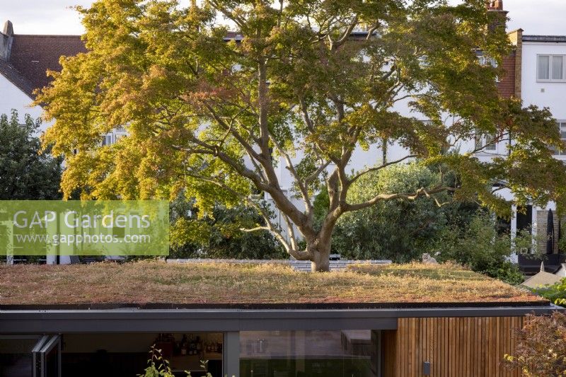 Large Acer growing through garden room or office with green roof