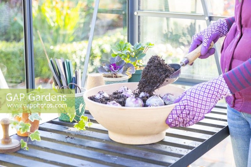 Woman covering the Hyacinth bulbs with compost