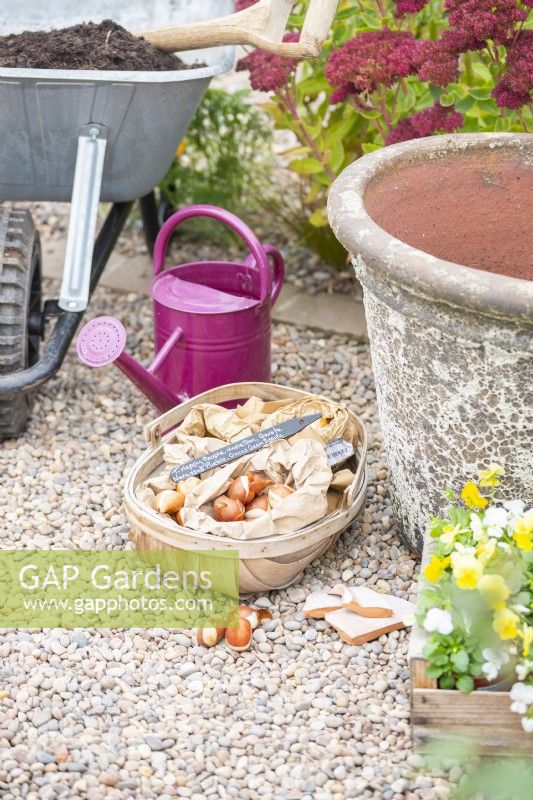 Pansies, plant bulbs, crockery, watering can, plant pot, compost, set out on the ground