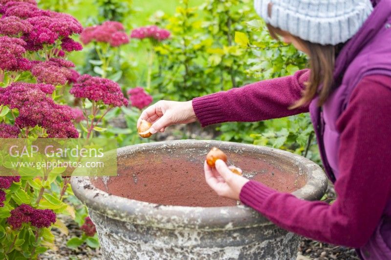 Woman planting bulbs in the pot