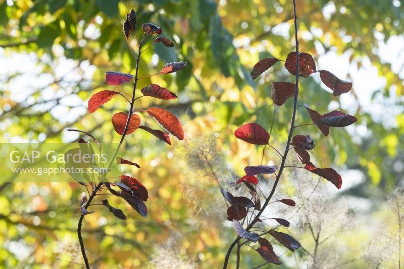 Cotinus coggygria - Smoke bush foliage in autumn