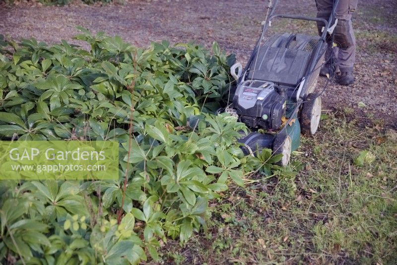 Gardener using a rotary grass mower with blade set high to remove the foliage of Helleborus in late autumn so that the new flowers in late winter and early spring are not hidden by foliage