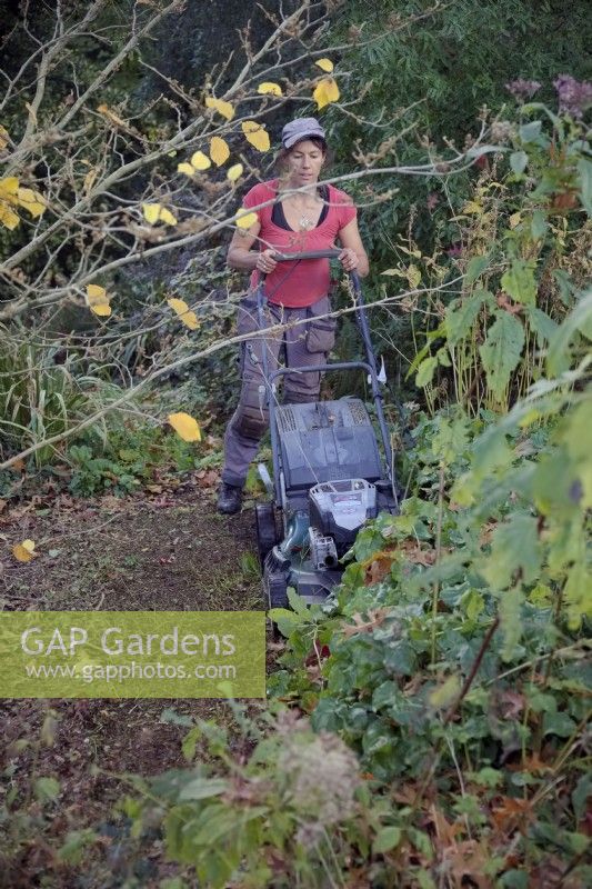 Gardener using a rotary grass mower with blade set high to remove the foliage of Epimediums in late autumn so that the new flowers in late winter and early spring are not hidden by foliage