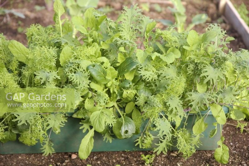 Salad Mesclun mixed including Kale and Pak choi - Brassica oleracea and Brassica rapa. Sown in a trough late August and ready to pick early November