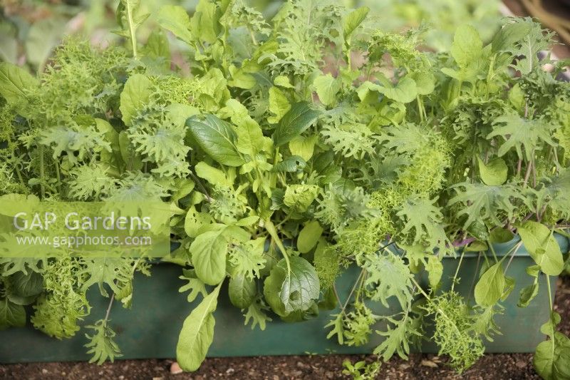 Salad Mesclun mixed including Kale and Pak choi - Brassica oleracea and Brassica rapa. Sown in a trough late August and ready to pick early November