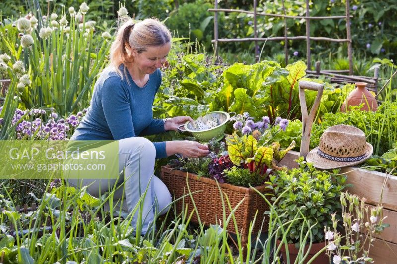 Woman picking herbs from wicker planter.