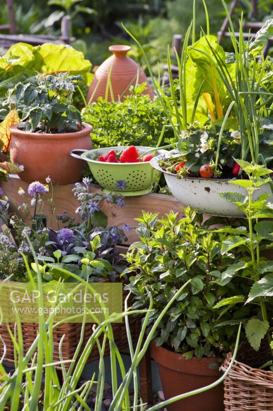 Vegetables, herbs and strawberries grown in containers.
