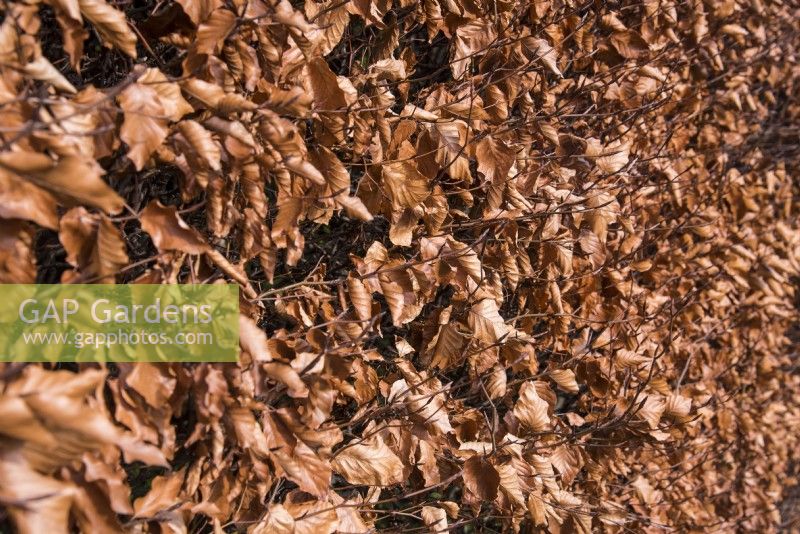 Fagus sylvatica - Beech Leaves - Winter - January