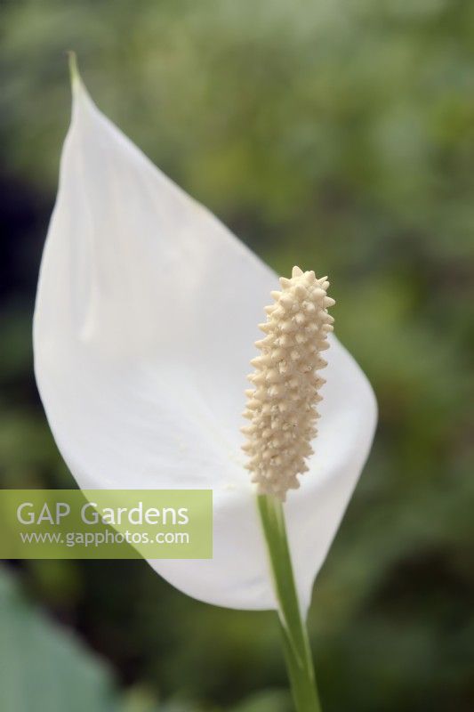 Spathiphyllum wallisii - Peace lily