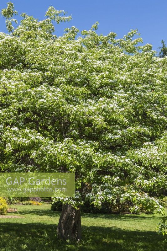 Crataegus nitida - Glossy Hawthorn tree with white blossoms in spring - May