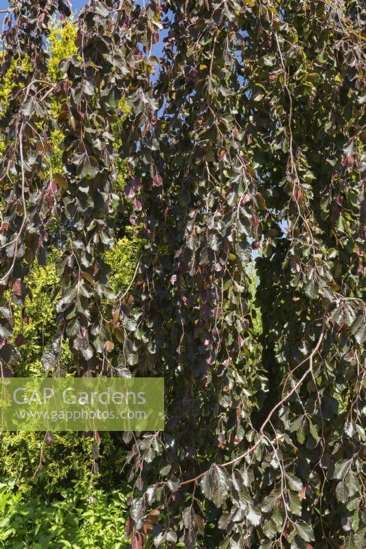 Fagus sylvatica 'Purpurea Pendula' - Weeping Beech tree leaves in spring - May