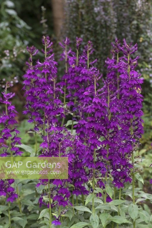 Lobelia 'Hadspen Purple' growing in border - August