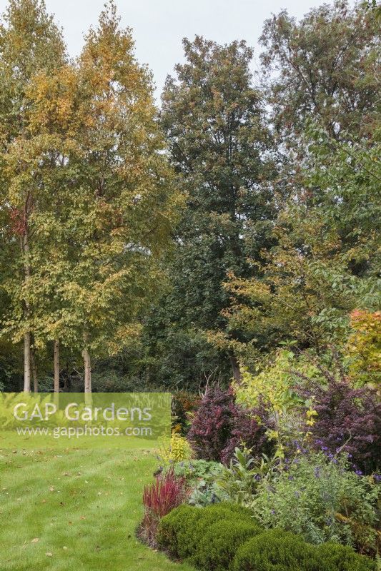 Autumn colour of trees and shrubs in garden with Betula, Berberis and Hebes - September