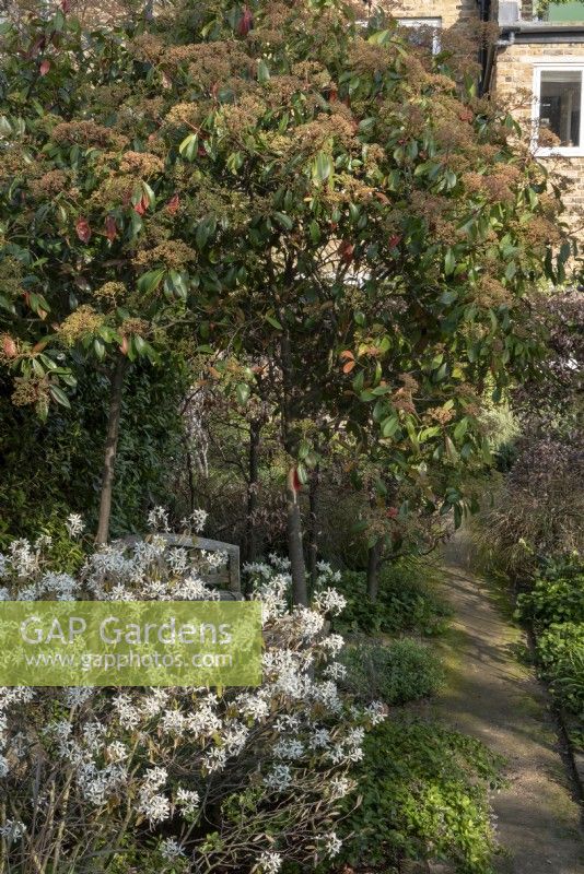 Looking down the garden path in a walled city garden designed by Emma Plunket.  Plants include: Amelanchier lamarckii, Photinia x fraseri. 
