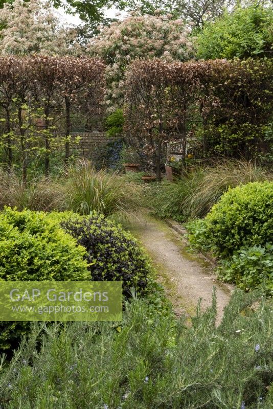 Looking over beds with a central path, plants include: Salvia rosmarinus,  Buxus sempervirens spheres,  Anemanthele lessoniana - Pheasant Grass, a beech hedge - Fagus sylvatica  in the background.