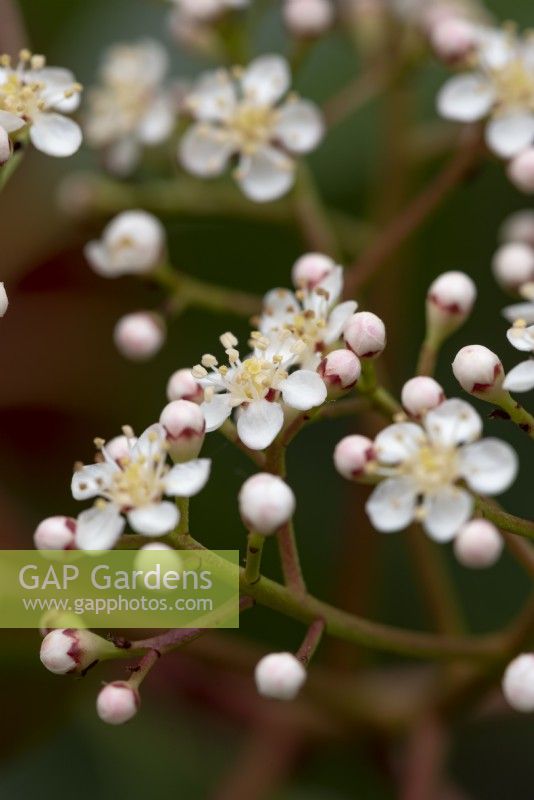 Tiny white flowers of Photinia x fraseri 'Red Robin' that open mid spring.