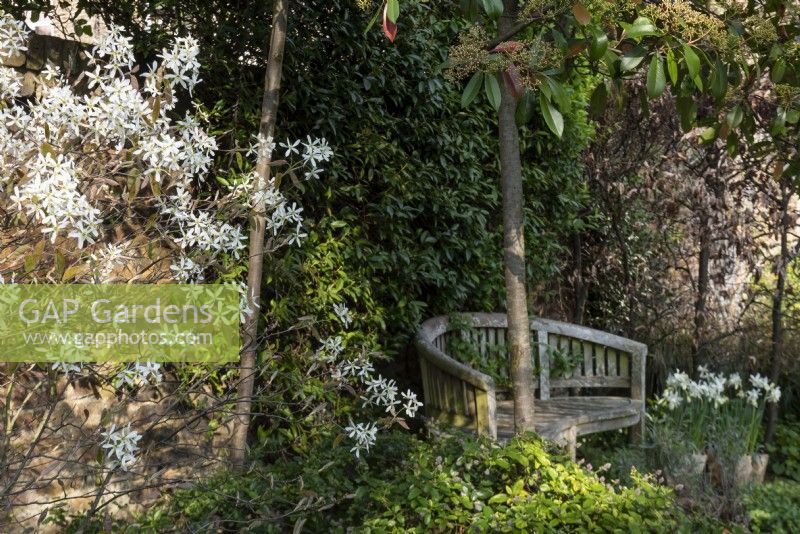 The garden bench is partially tucked in between Amelanchier lamarckii and a beech hedge - Fagus sylvatica with a backdrop of Trachelospermum jasminoides leaves and pots of Narcissus Thalia at the side. 