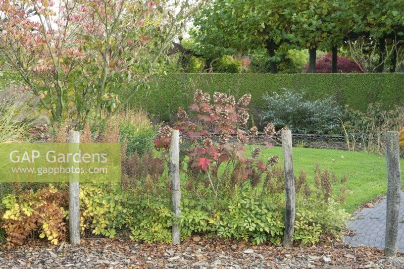 Hydrangea and mixed border in autumn colours behind fence.