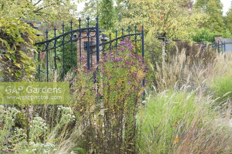 Black gate with mixed grasses and Asters.
