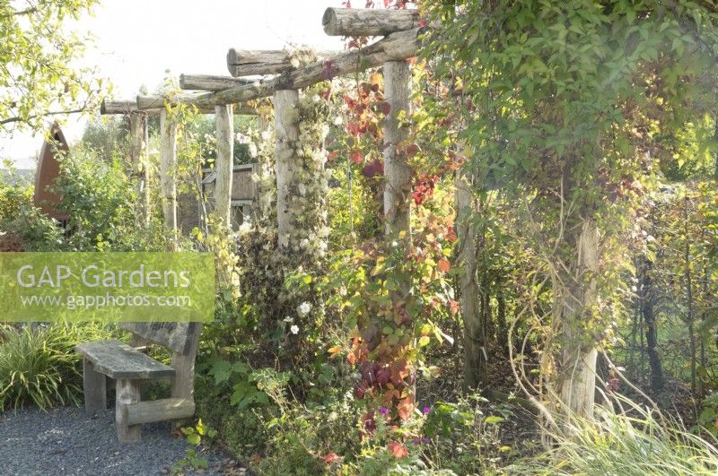 Parthenocissus and Clematis tibetana growing on uprights of the wooden pergola.