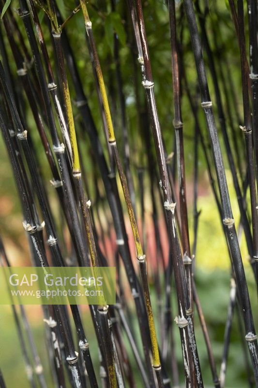 Phyllostachys nigra - Black bamboo stems autumn