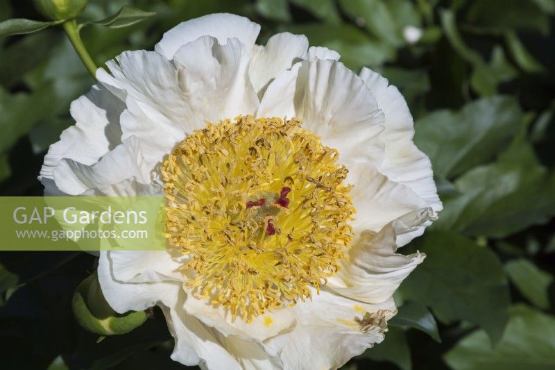 Paeonia 'Sunny Day' - Herbaceous Hybrid Peony - May