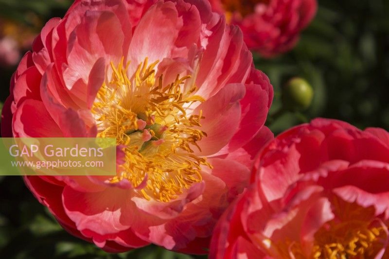 Paeonia 'Coral Sunset' - Herbaceous Hybrid Peony - May