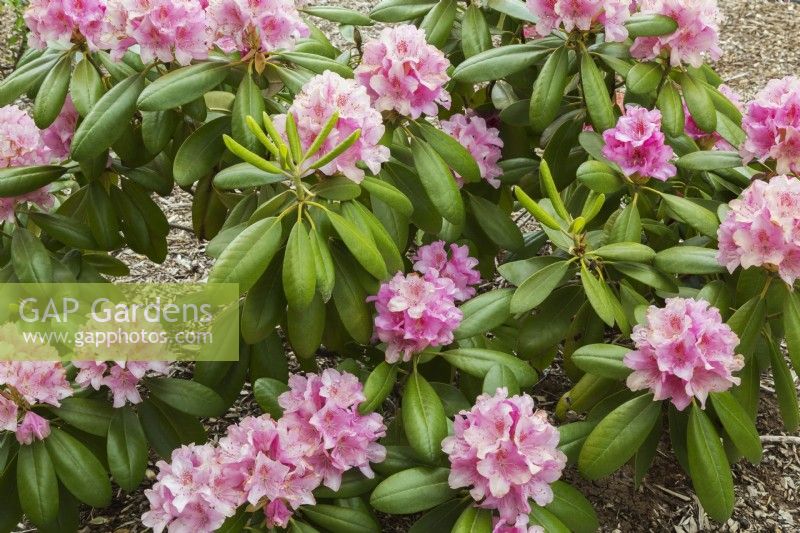 Rhododendron 'Helsinki University' - Azalea shrub in spring - May