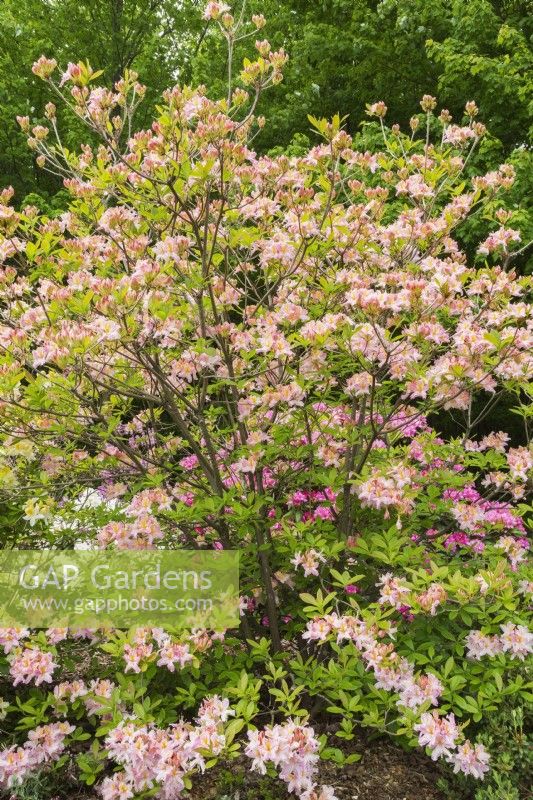 Rhododendron 'Tri-Lights' - Azalea shrub in late spring - May