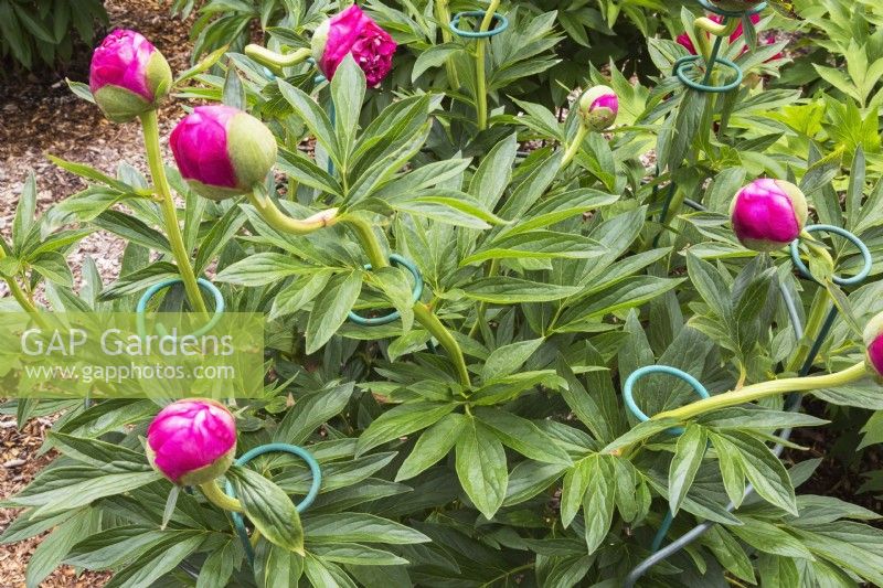 Paeonia - Peony shrub with metal grow through plant supports - May