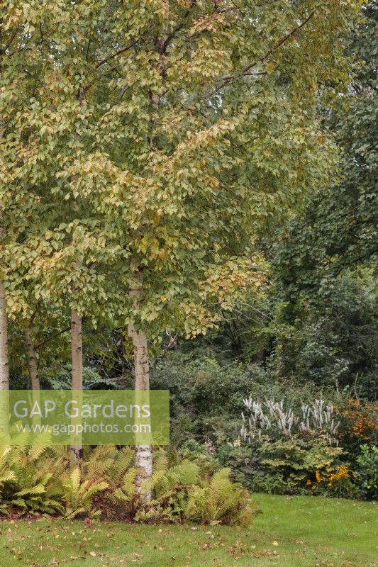 Betula utilis var. jacquemontii 'Grayswood Ghost' and Matteuccia struthiopteris in Autumn - September