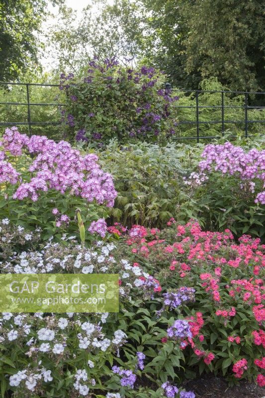 Border of Dianthus barbatus syn. sweet William. Recently-cut Delphinium at back of border. Flowering Clematis growing against painted, metal fencing. Summer, September,
