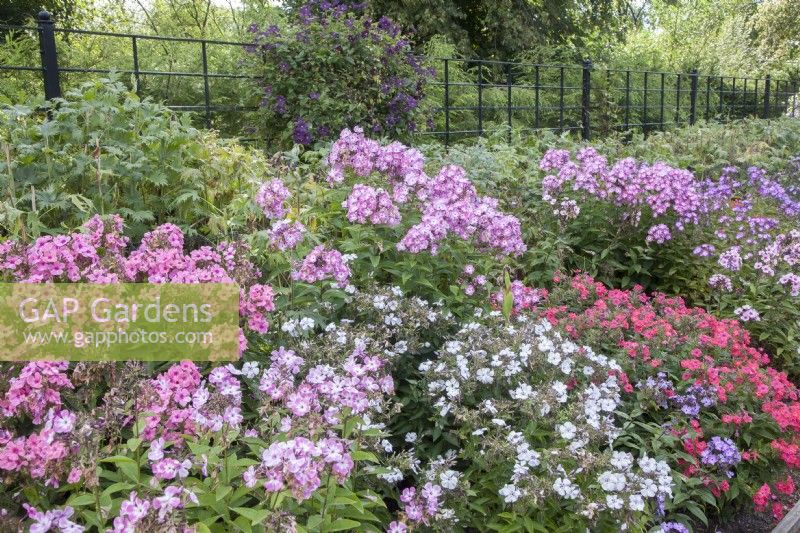 Border of Dianthus barbatus syn. sweet William. Recently-cut Delphinium at back of border. Flowering Clematis growing against painted, metal fencing. September, Summer 