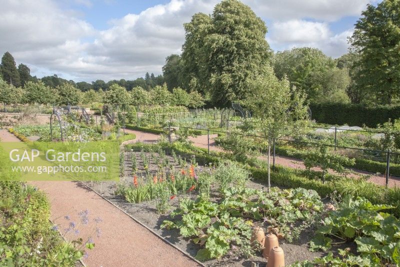 Looking across potager areas in contemporary walled-garden at Dumfries House. Separate growing-areas edged with low hedging of Buxus sempervirens syn. box. Summer, September.

