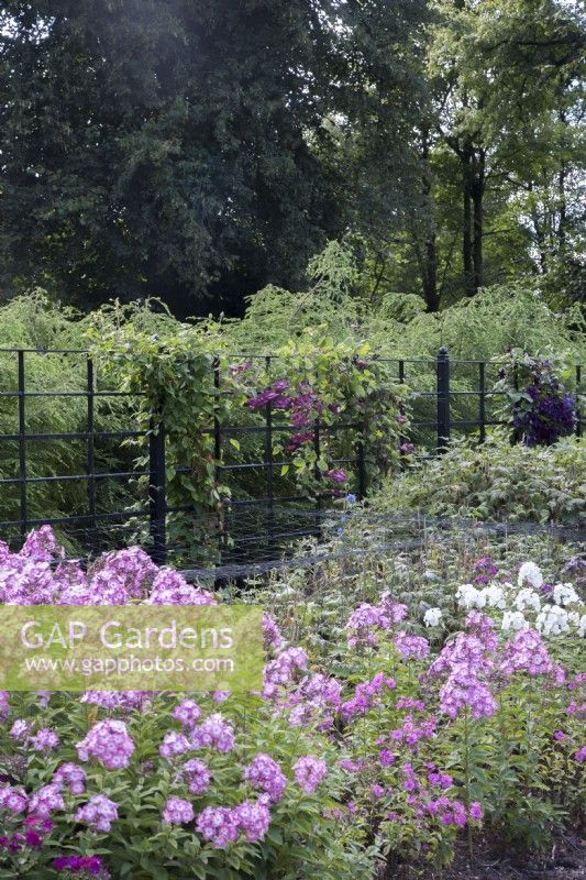 Border of Dianthus barbatus syn. sweet William. Recently-cut Delphinium at back of border. Flowering Clematis growing against painted, metal fencing.  Delphinium supports. September, Summer.