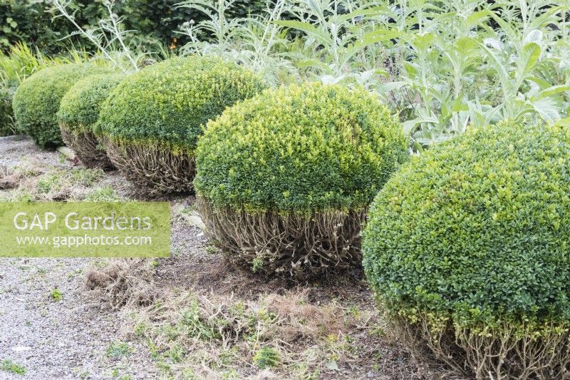 Row of topiary box where lower half of plants have been pruned with cuttings on gravel path. August, Summer.