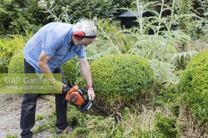 Adult male wearing ear defenders using 2 stroke chainsaw to cut lower half of topiary of Buxus sempervirens. August, Summer.