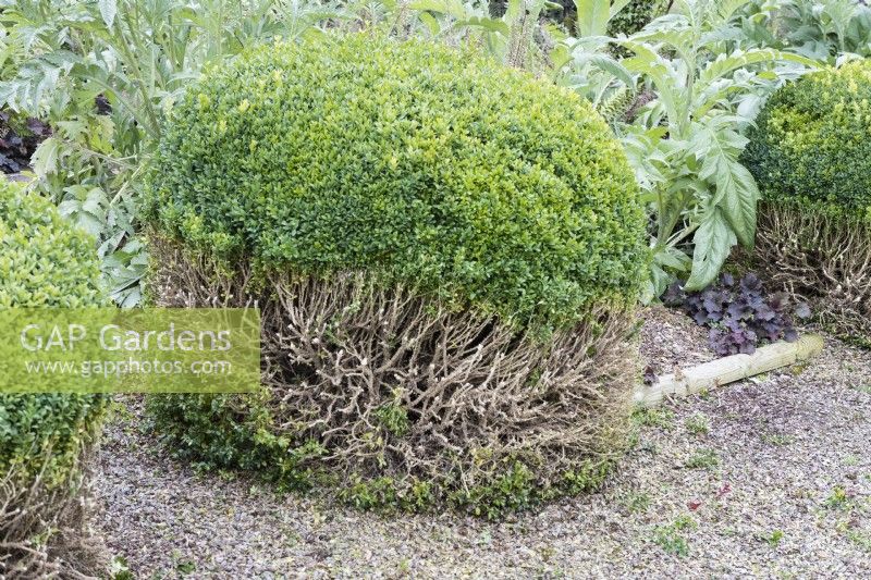topiary box where lower half of plants have been pruned with cuttings mostly removed from gravel path. August, Summer.