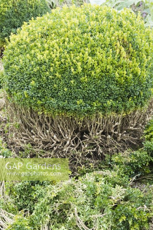 Single topiary box where lower half of plants have been pruned with cuttings on gravel path.   August, Summer.