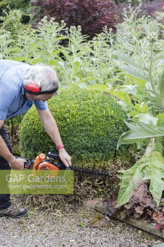 Adult male wearing ear defenders using 2 stroke chainsaw to cut lower half of topiary of Buxus sempervirens .August, Summer.