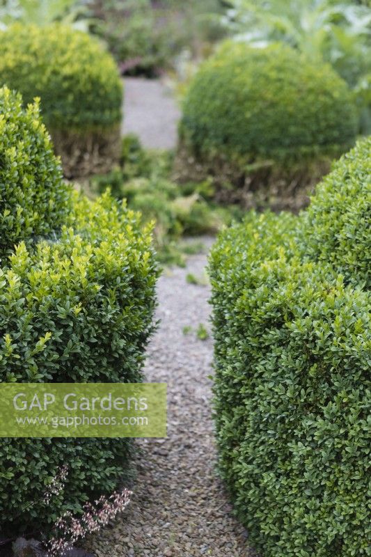 Two topiary plants of Buxus with narrow gap in between with out of focus pruned plants behind. August, Summer.