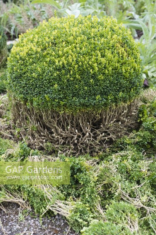 Lower section of topiary of box showing cutting area and cuttings. August. Summer