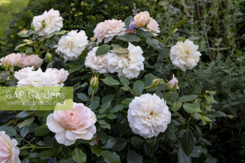 Rosa 'Joie de Vivre' - Patio Rose - syn. R. 'Garden of Roses'