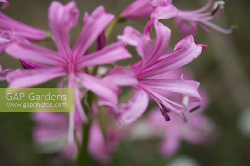 Nerine bowdenii - Bowden lily - October.