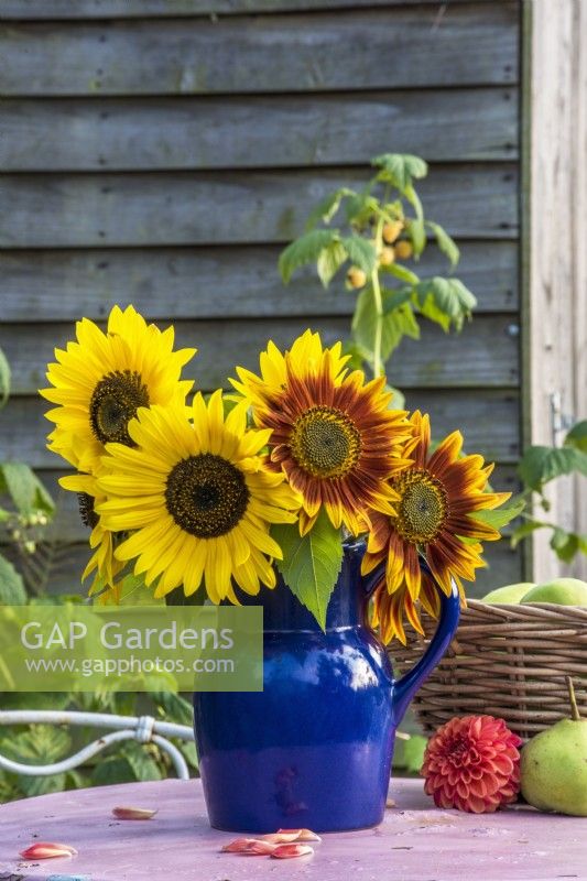 Helianthus annuus - Sunflowers displayed in dark blue pottery vase on  table in vegetable garden